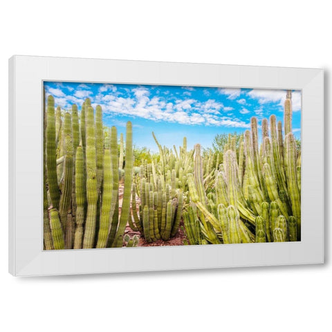 Cactus Garden White Modern Wood Framed Art Print by Bill Carson Photography