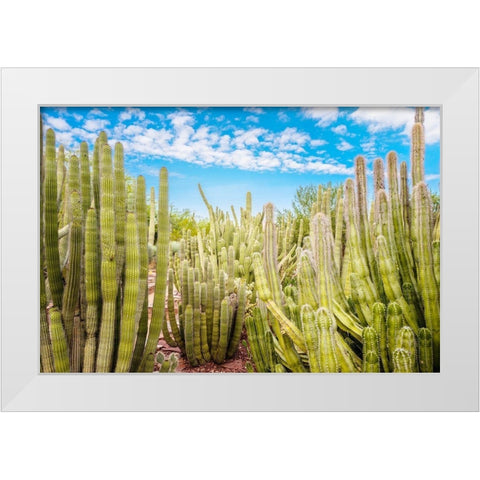 Cactus Garden White Modern Wood Framed Art Print by Bill Carson Photography