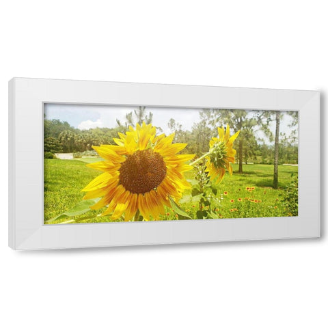 Summer Sunflower II White Modern Wood Framed Art Print by Wilson, Kali