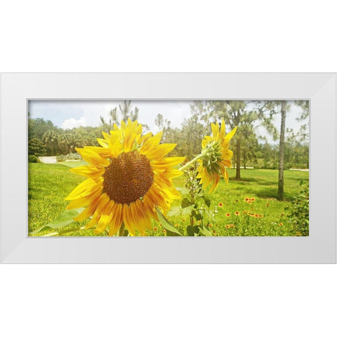 Summer Sunflower II White Modern Wood Framed Art Print by Wilson, Kali
