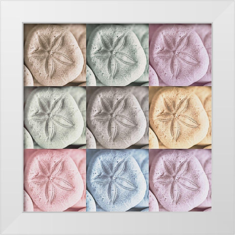 Harbor Sand Dollars White Modern Wood Framed Art Print by Amos, Andy