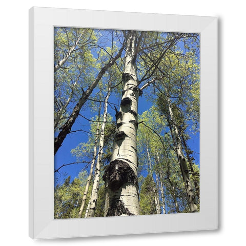 Aspens Reaching for the Sky White Modern Wood Framed Art Print by Coppel, Anna