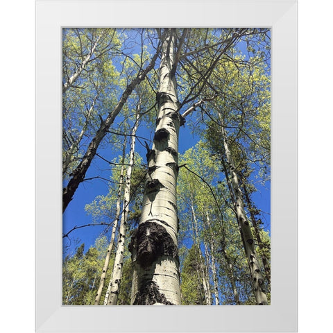 Aspens Reaching for the Sky White Modern Wood Framed Art Print by Coppel, Anna
