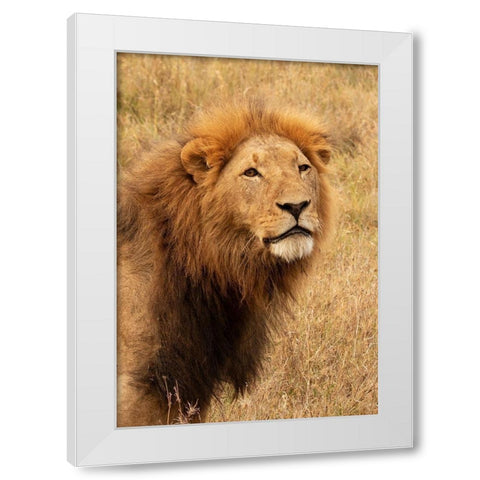 Lions Intent Stare White Modern Wood Framed Art Print by Mansfield, Kathy
