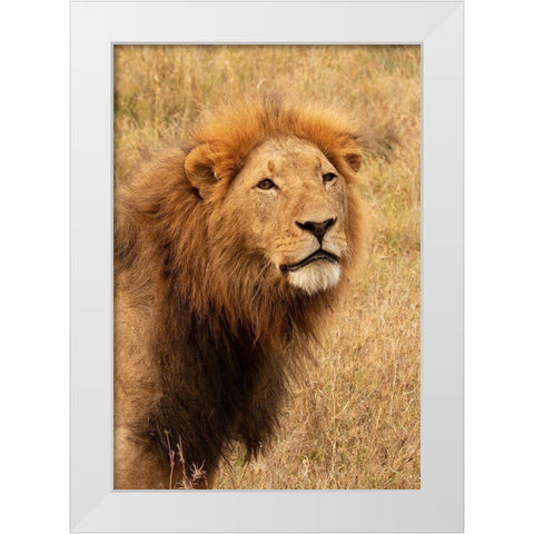 Lions Intent Stare White Modern Wood Framed Art Print by Mansfield, Kathy