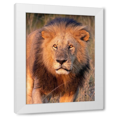Approaching Lion White Modern Wood Framed Art Print by Mansfield, Kathy