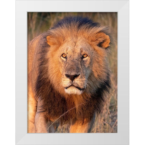 Approaching Lion White Modern Wood Framed Art Print by Mansfield, Kathy