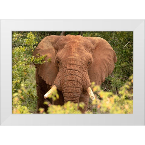 Elephant on Alert White Modern Wood Framed Art Print by Mansfield, Kathy