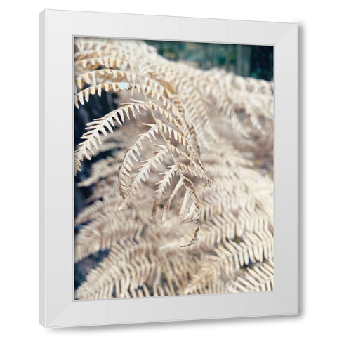 Cream Fern White Modern Wood Framed Art Print by Jane, Sarah