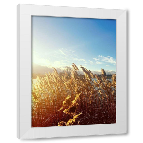 Beach Grass White Modern Wood Framed Art Print by Jane, Sarah