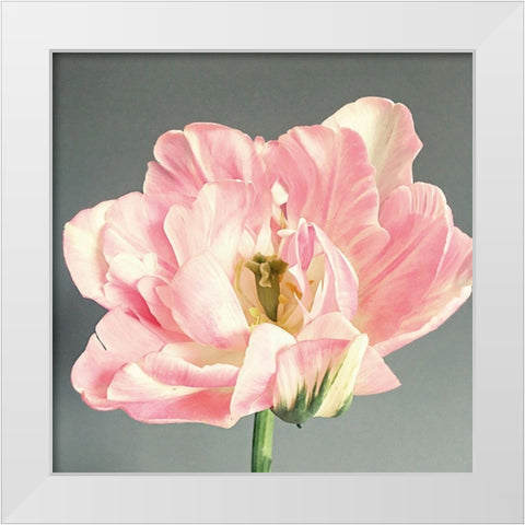 Pink Bloom White Modern Wood Framed Art Print by Jane, Sarah