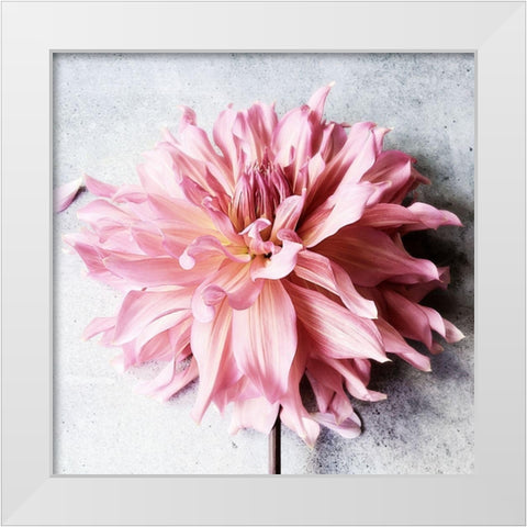Freshly Picked from the Garden White Modern Wood Framed Art Print by Jane, Sarah