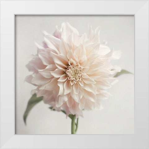 White Bloom From The Garden White Modern Wood Framed Art Print by Jane, Sarah
