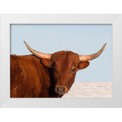 Steer White Modern Wood Framed Art Print by Walker, Carol