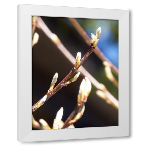 Into Nature I White Modern Wood Framed Art Print by Hyler, JB