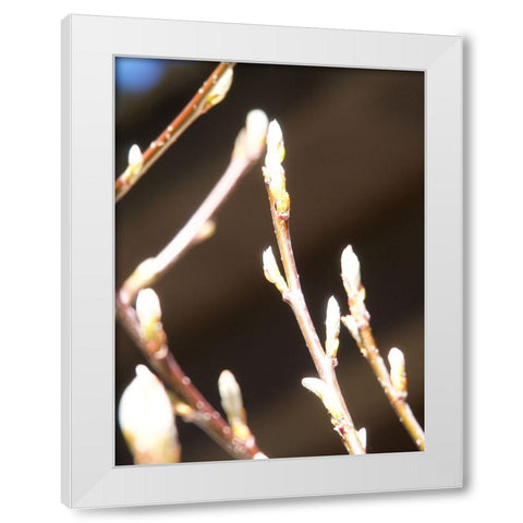 Into Nature II White Modern Wood Framed Art Print by Hyler, JB