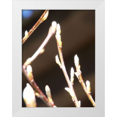 Into Nature II White Modern Wood Framed Art Print by Hyler, JB