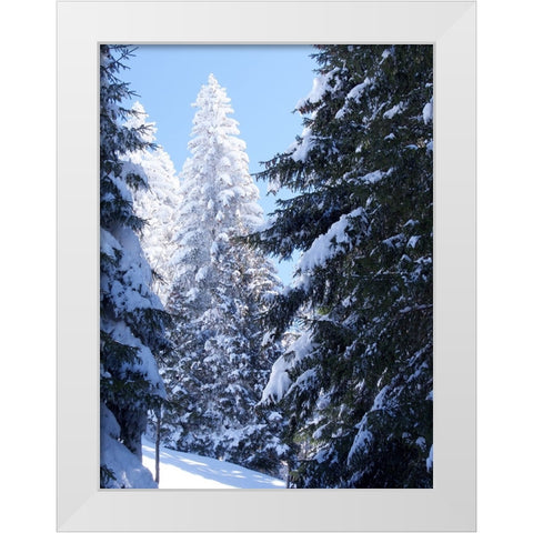 Frosted Tree White Modern Wood Framed Art Print by Hyler, JB