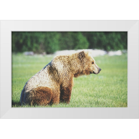 Gazing Bear White Modern Wood Framed Art Print by Walker, Carol