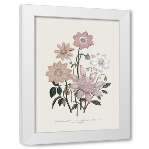 Anemone Coronaria II White Modern Wood Framed Art Print by Piddix