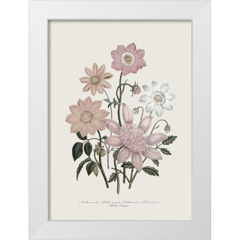 Anemone Coronaria II White Modern Wood Framed Art Print by Piddix