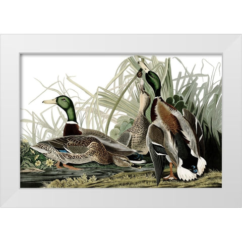 Duck Days White Modern Wood Framed Art Print by Piddix