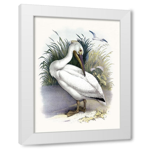 American White Pelican White Modern Wood Framed Art Print by Piddix