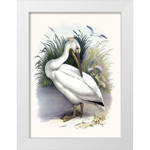 American White Pelican White Modern Wood Framed Art Print by Piddix