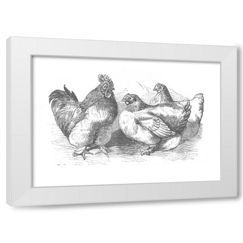 Chickens Sketch White Modern Wood Framed Art Print by Piddix