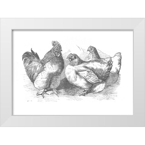 Chickens Sketch White Modern Wood Framed Art Print by Piddix