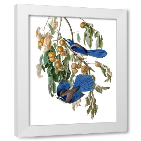 Florida Blue Jay White Modern Wood Framed Art Print by Piddix