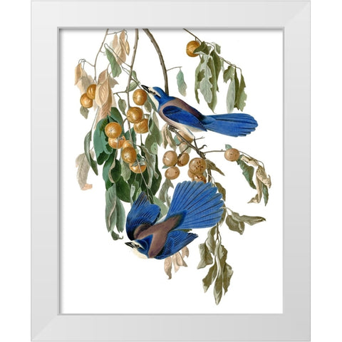 Florida Blue Jay White Modern Wood Framed Art Print by Piddix