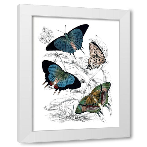 Butterfly Study I White Modern Wood Framed Art Print by Piddix