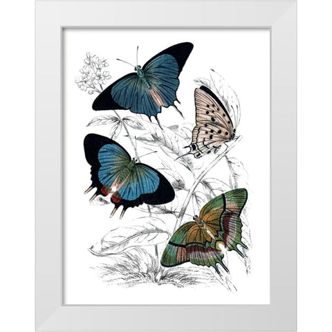 Butterfly Study I White Modern Wood Framed Art Print by Piddix