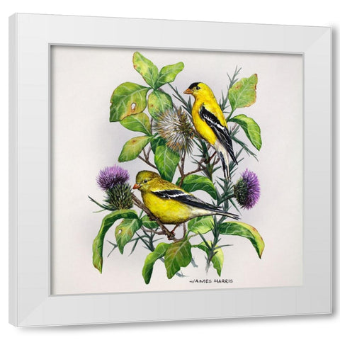 Amber Goldfinch White Modern Wood Framed Art Print by Harris, James