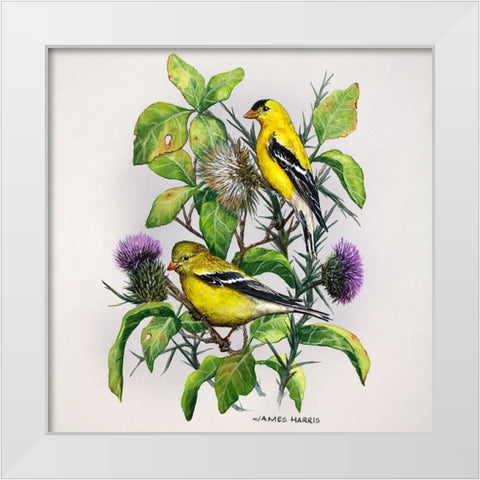 Amber Goldfinch White Modern Wood Framed Art Print by Harris, James