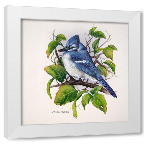 Blue Jay White Modern Wood Framed Art Print by Harris, James