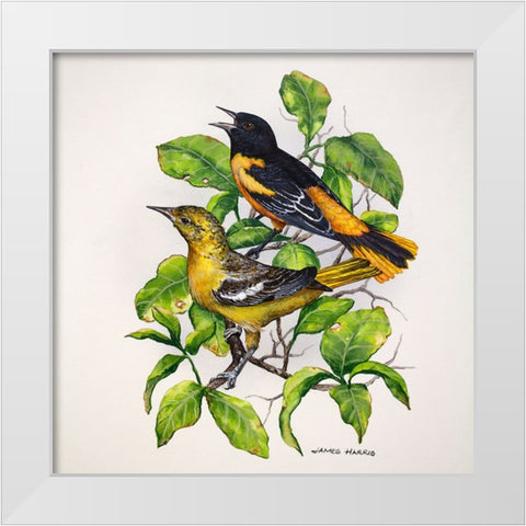 Northern Orioles White Modern Wood Framed Art Print by Harris, James