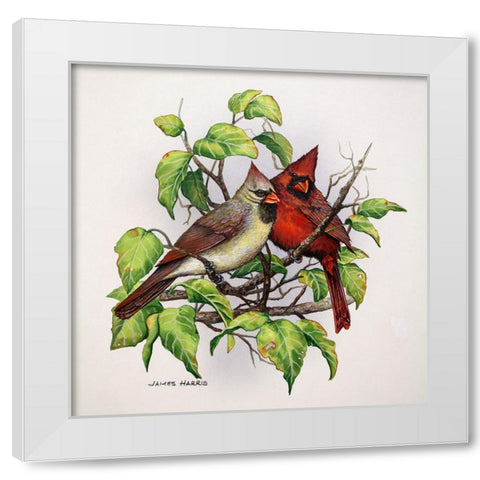 Cardinals White Modern Wood Framed Art Print by Harris, James