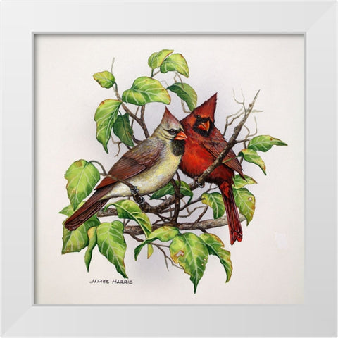 Cardinals White Modern Wood Framed Art Print by Harris, James