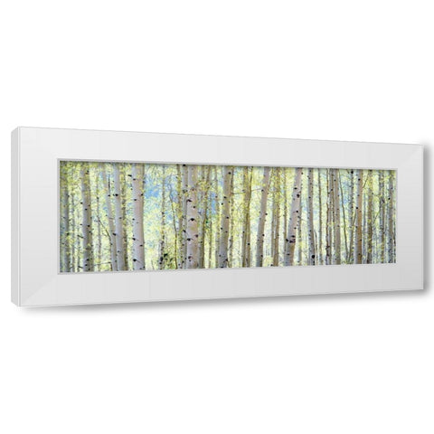 Aspen White Modern Wood Framed Art Print by Lake, Shelley