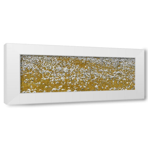 Fields of Gold White Modern Wood Framed Art Print by Lake, Shelley