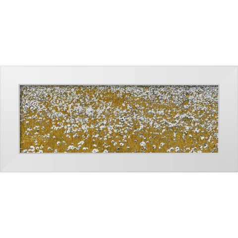 Fields of Gold White Modern Wood Framed Art Print by Lake, Shelley