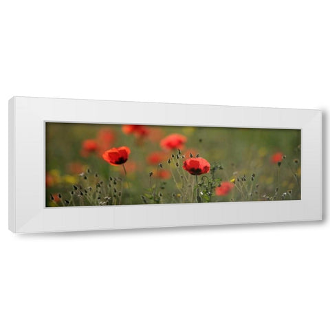 Soft Petals White Modern Wood Framed Art Print by Lake, Shelley