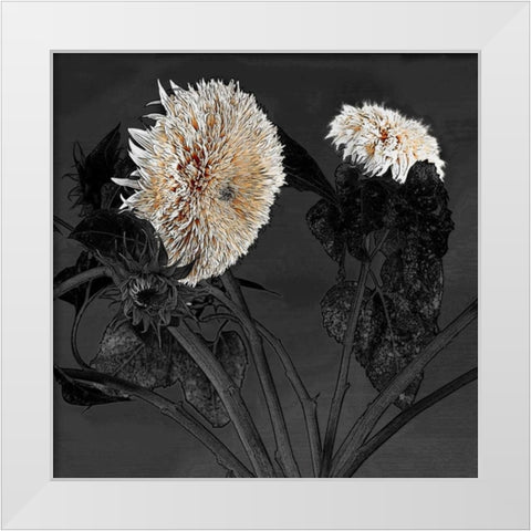 Sunflowers I White Modern Wood Framed Art Print by Lake, Shelley