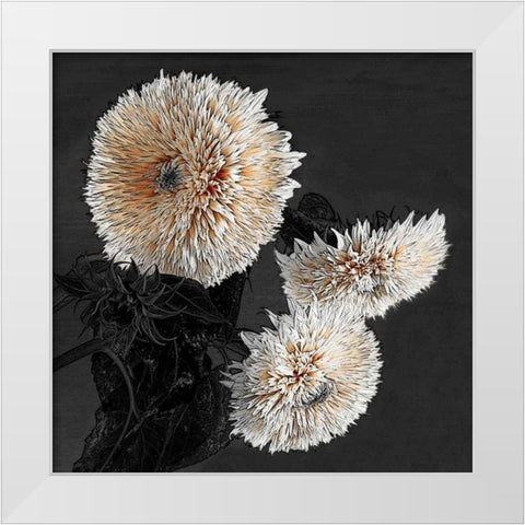 Sunflowers II White Modern Wood Framed Art Print by Lake, Shelley