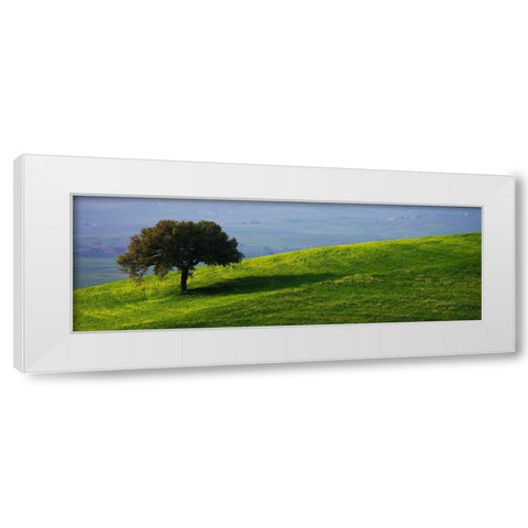 Tuscan Tree White Modern Wood Framed Art Print by Lake, Shelley