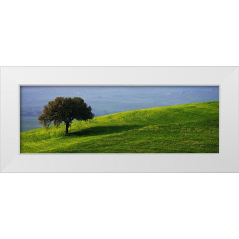 Tuscan Tree White Modern Wood Framed Art Print by Lake, Shelley