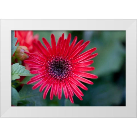 Golden Angle I White Modern Wood Framed Art Print by Hakimipour-Ritter