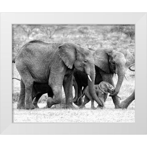 Elephant Family White Modern Wood Framed Art Print by Farnsworth, Sarah